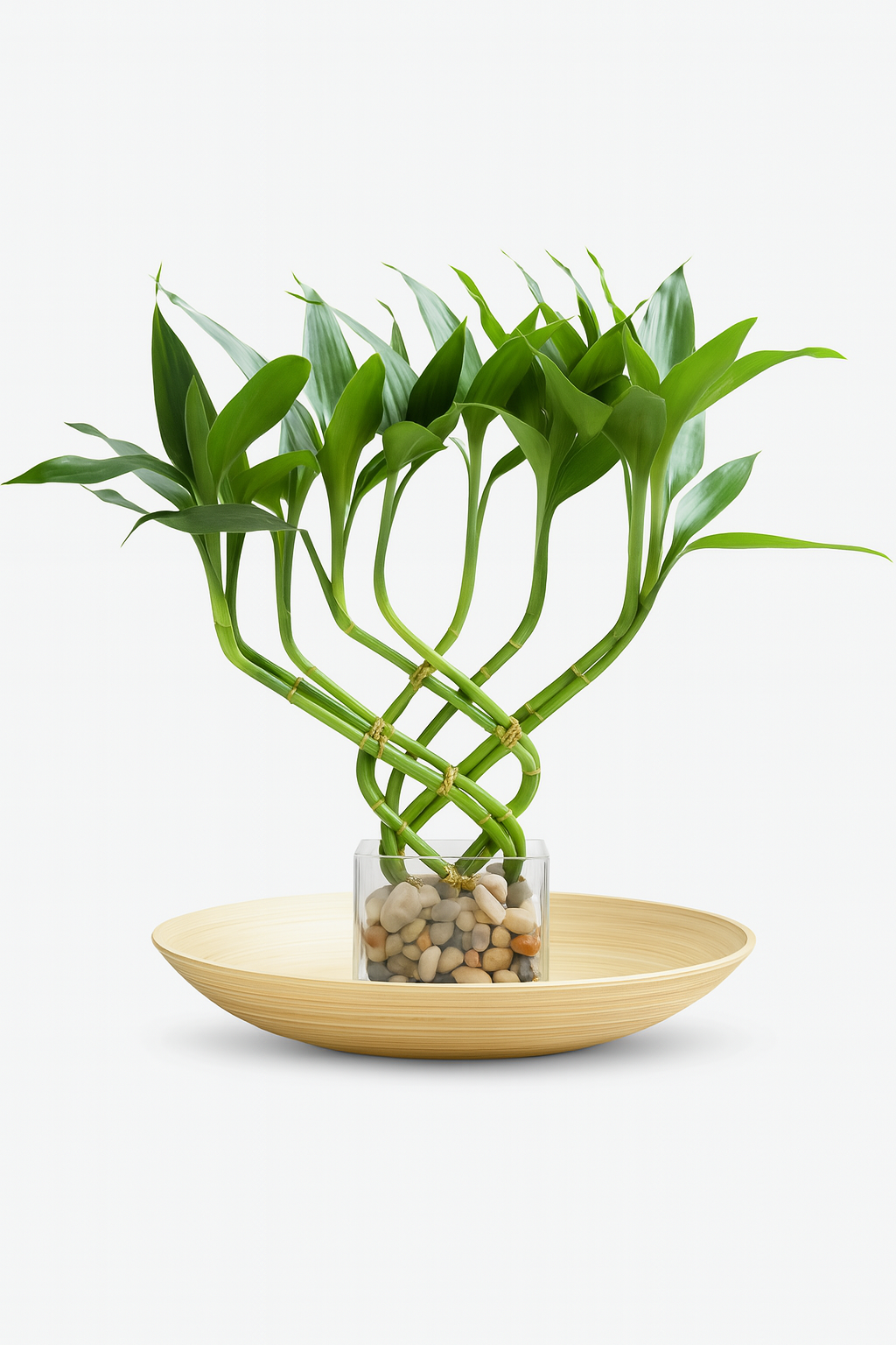 Lucky Bamboo