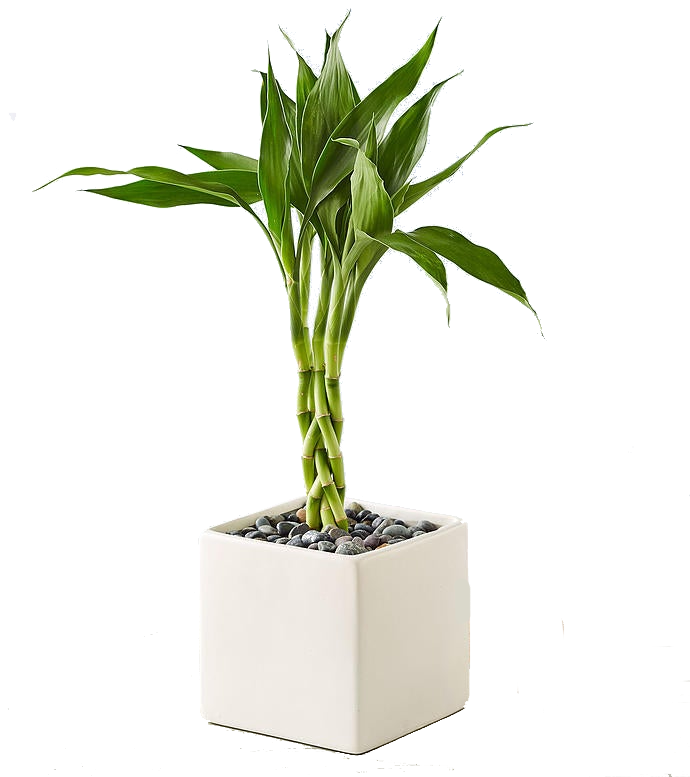 Lucky Bamboo