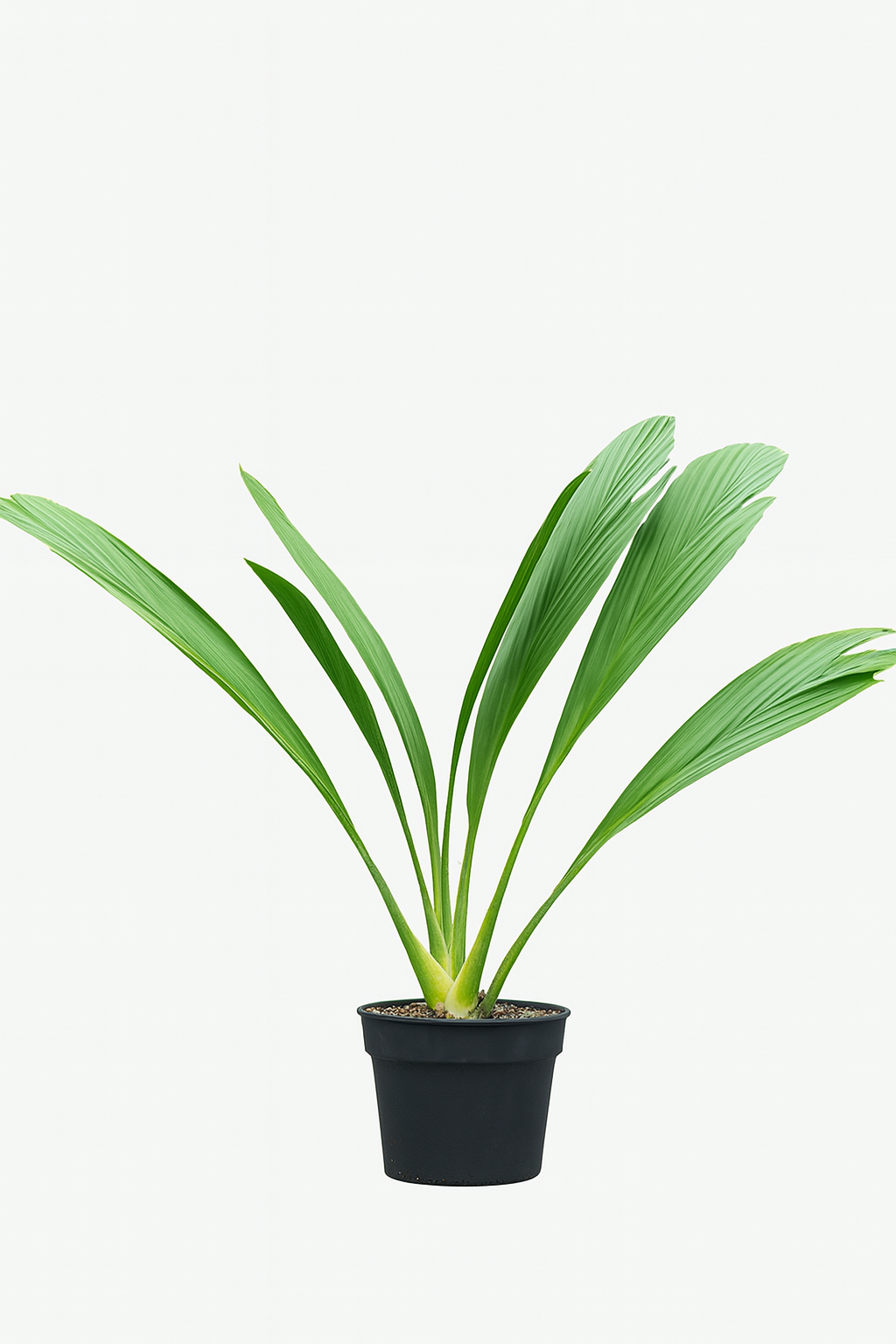 Ludovia Lancifolia