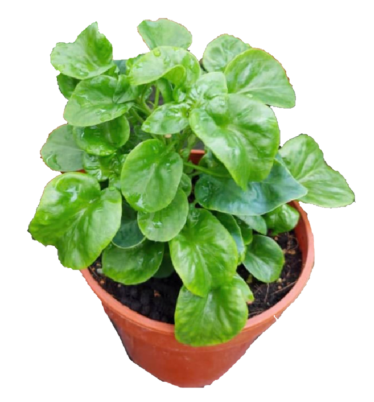 Malabar Spinach Plant