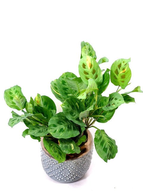 Maranta Leuconeura