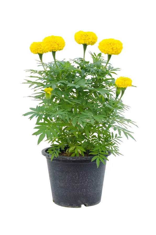 Marigold Plant
