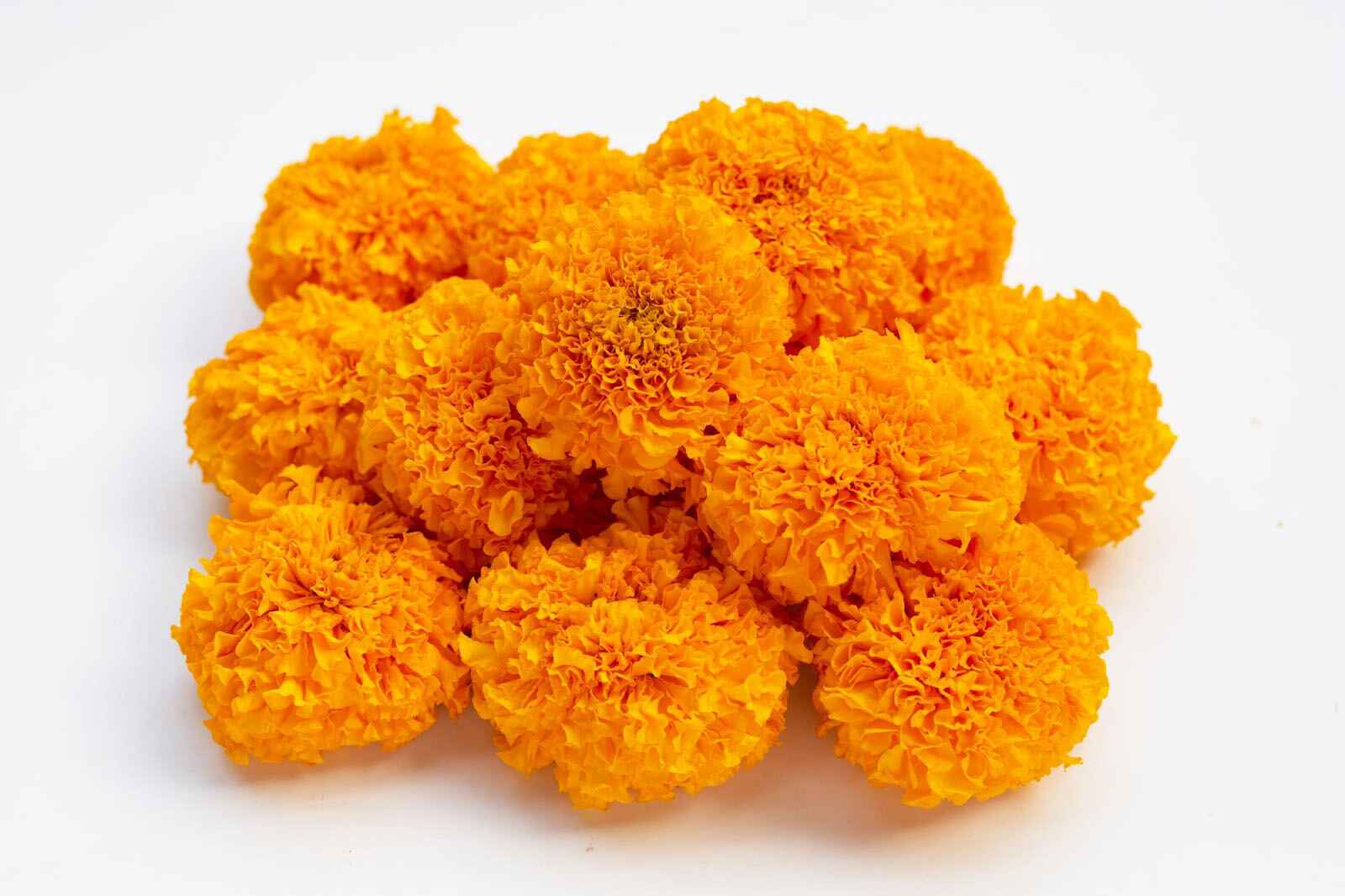 Marigold Radiance