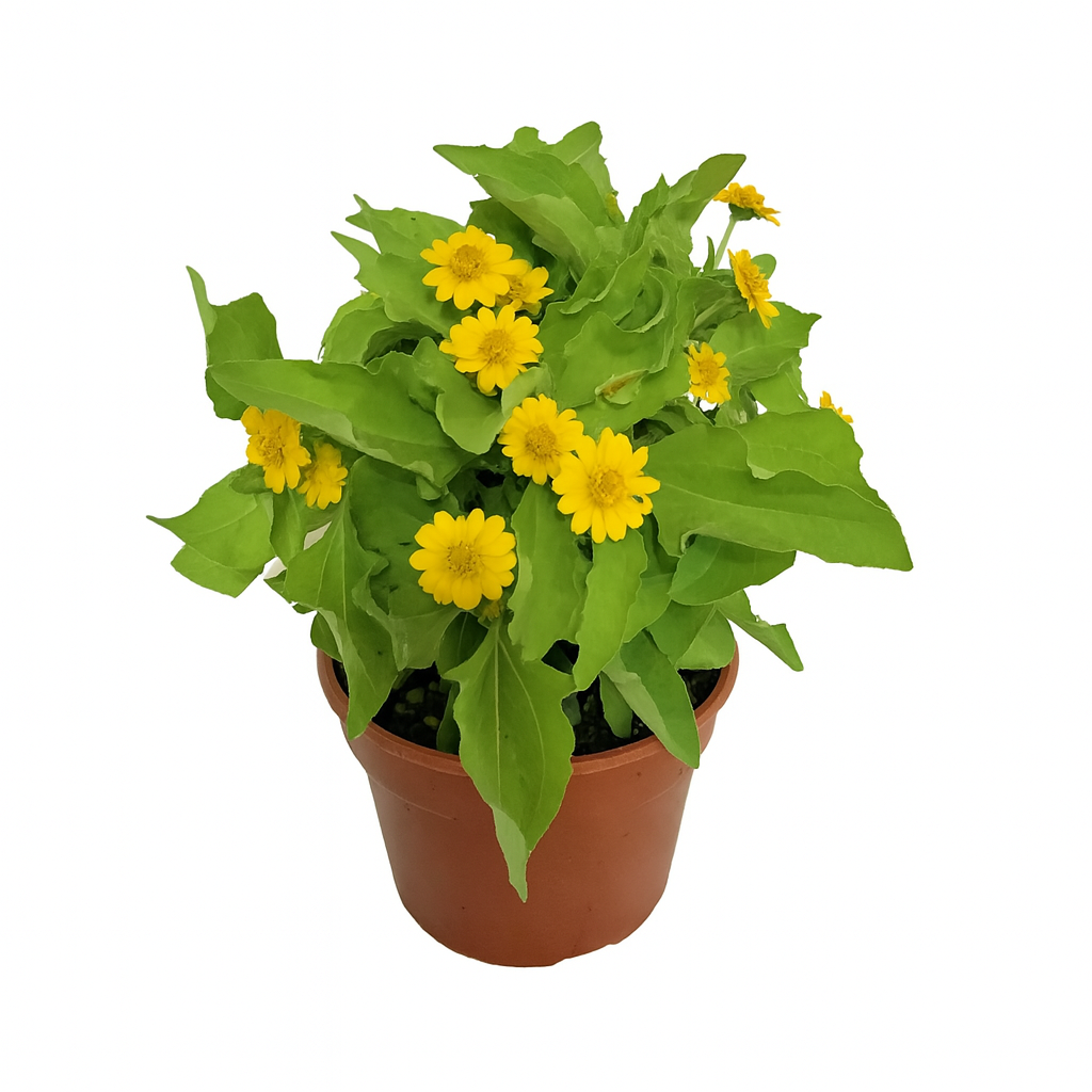 Melampodium Plant