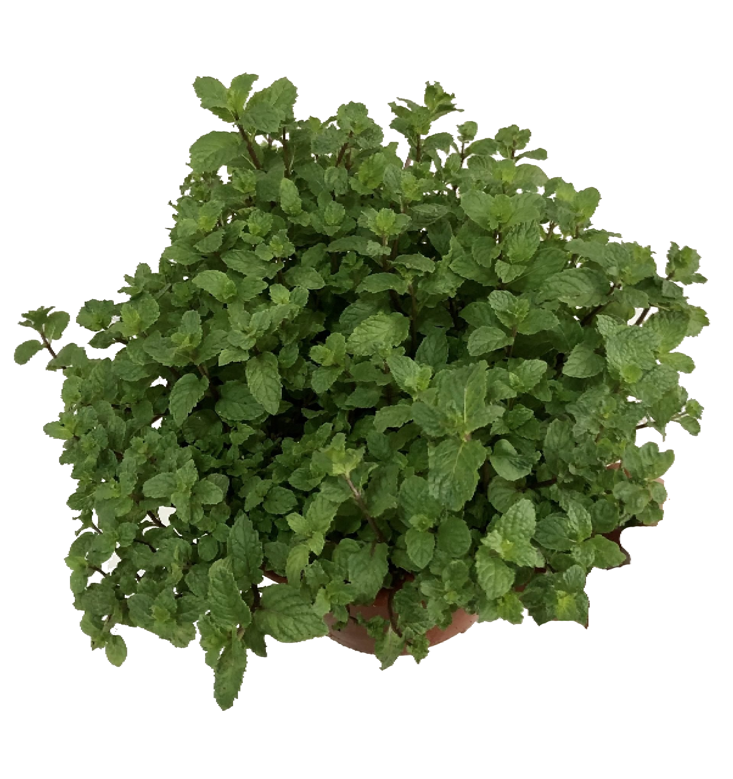 Menthapiperita Plant