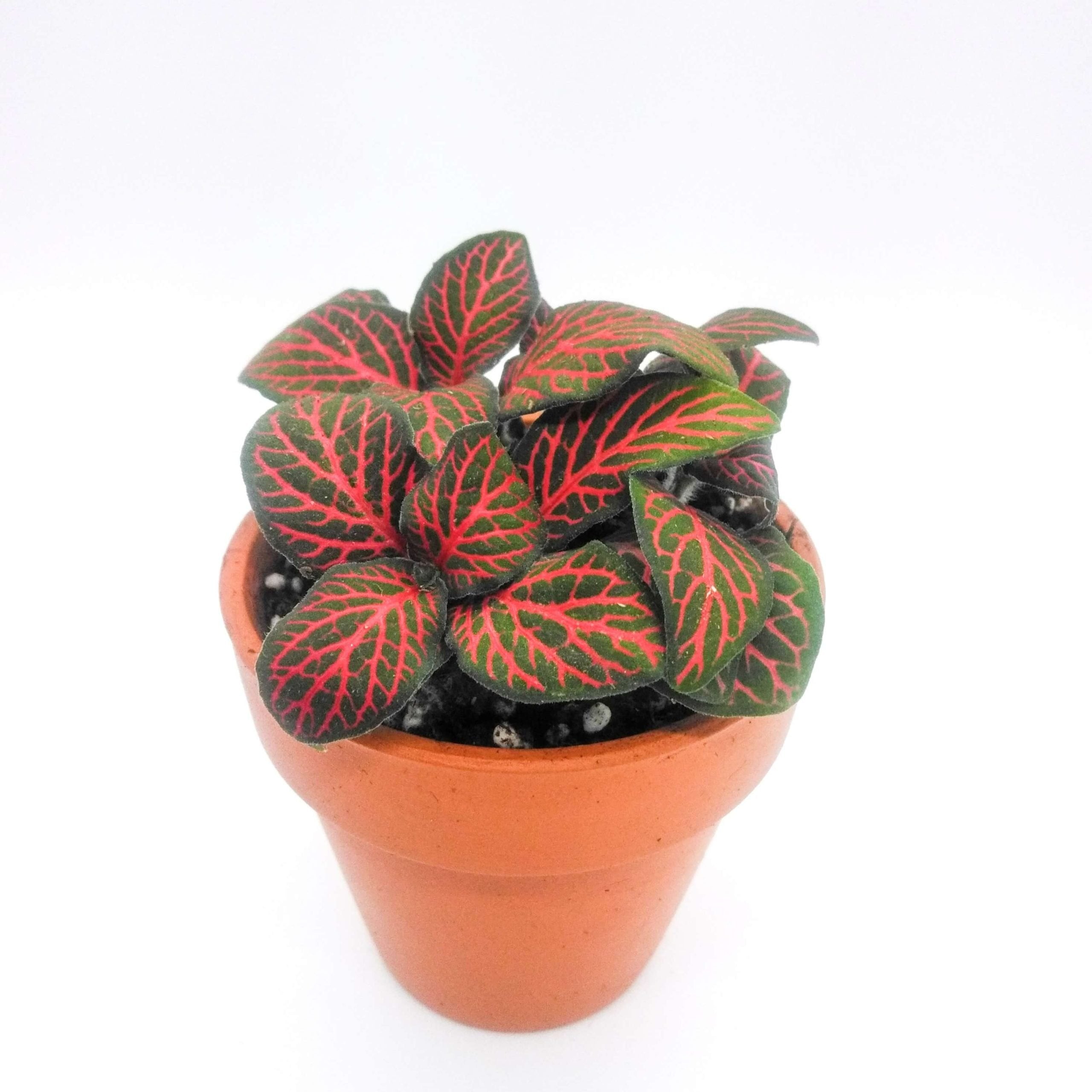Mini Fittonia Red