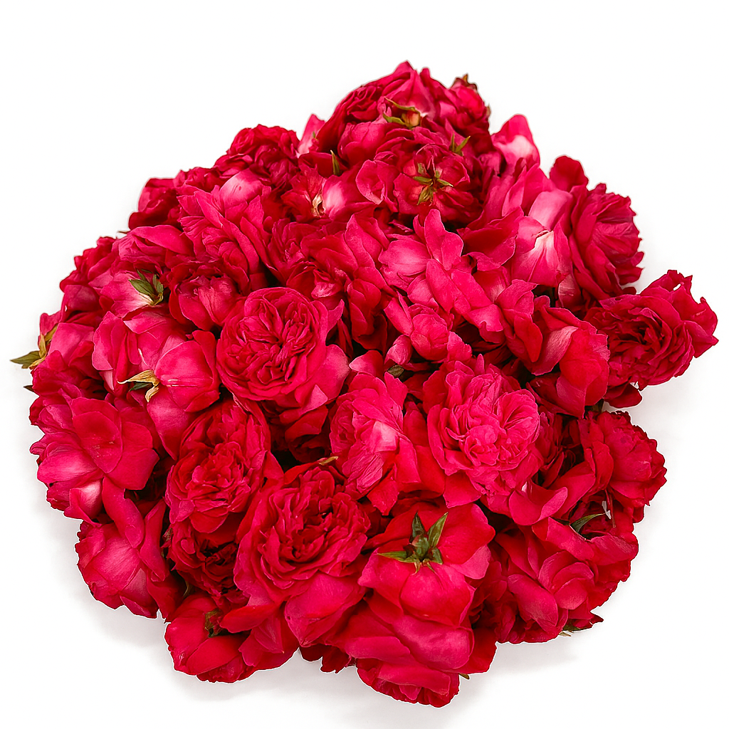 Mini Roses Crimson Devotion