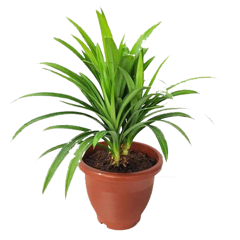 Mini Yellow Palm