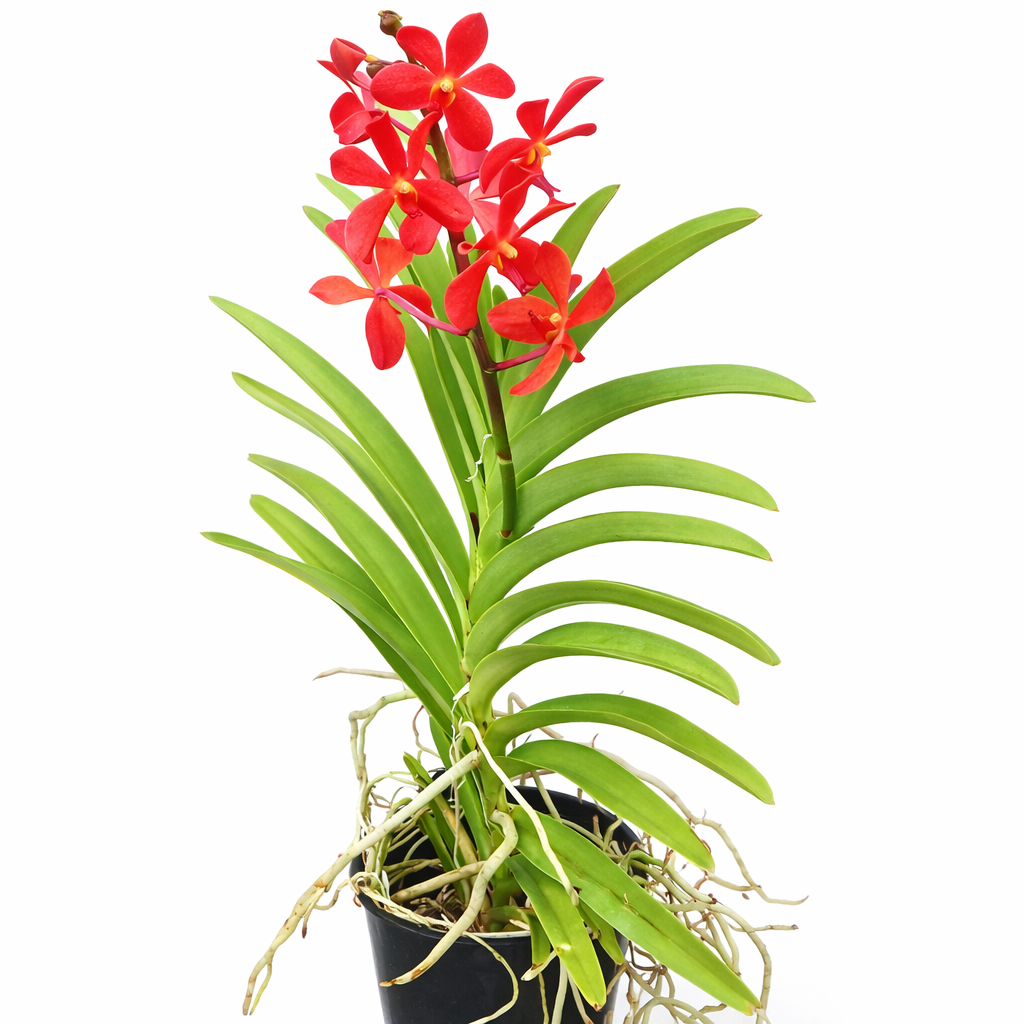Mokara Orchid Potted | Plant