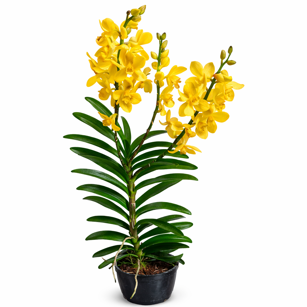 Mokara Orchid Potted | Plant