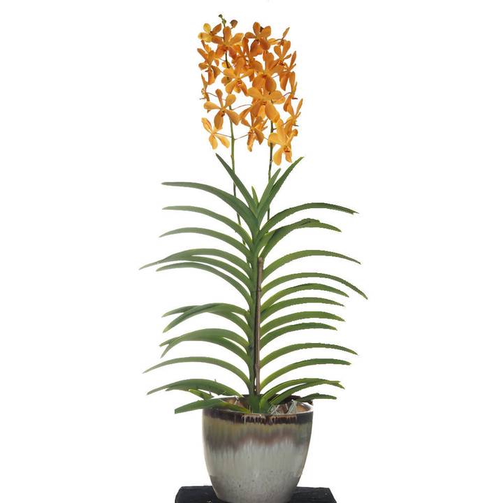 Mokara Orange Orchids Potted