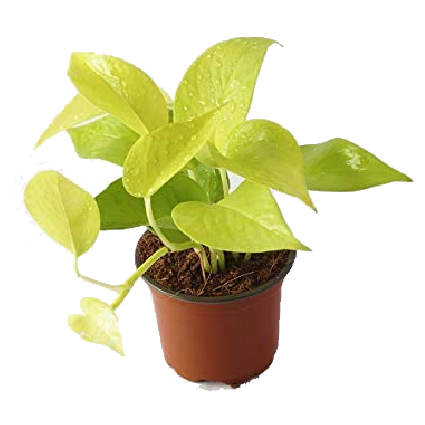 Epipremnum Aureum 'Gold'
