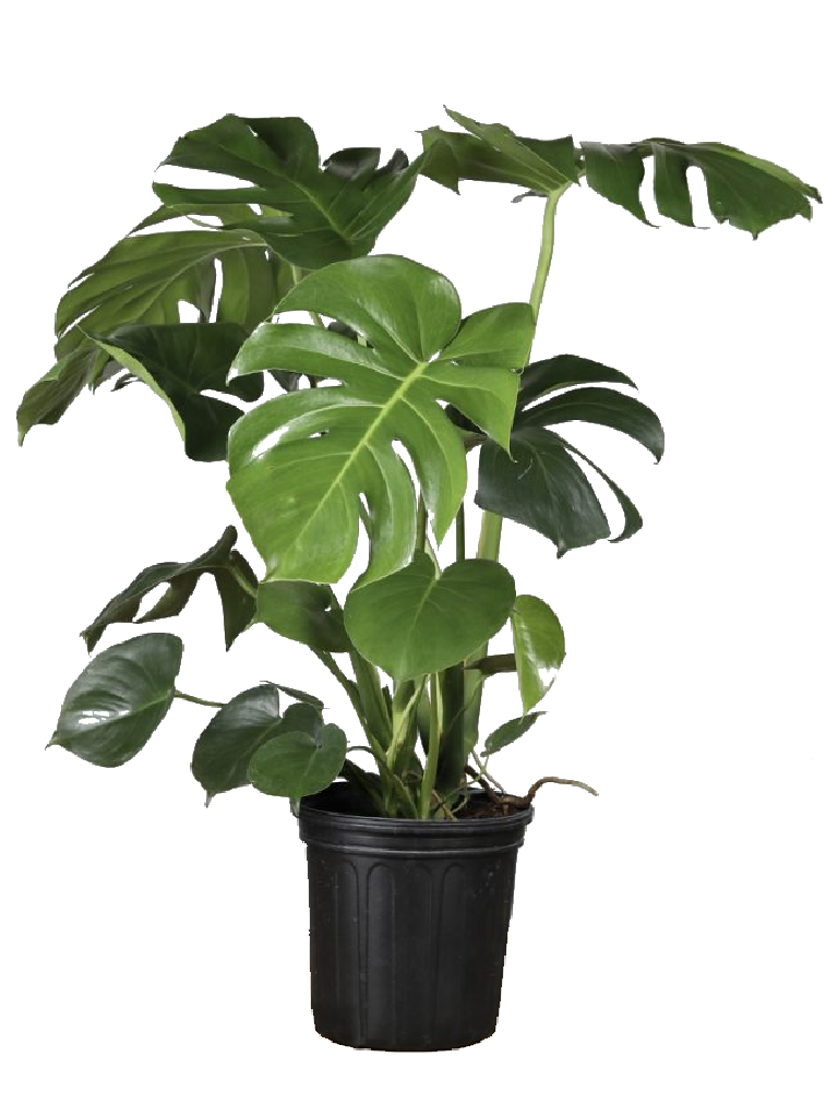 Monstera Deliciosa (Swiss Cheese Plant)