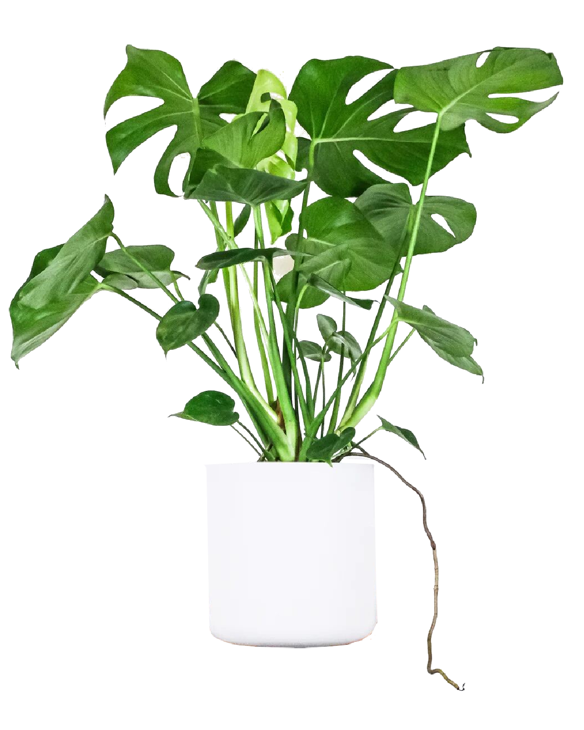 Monstera Deliciosa Plant
