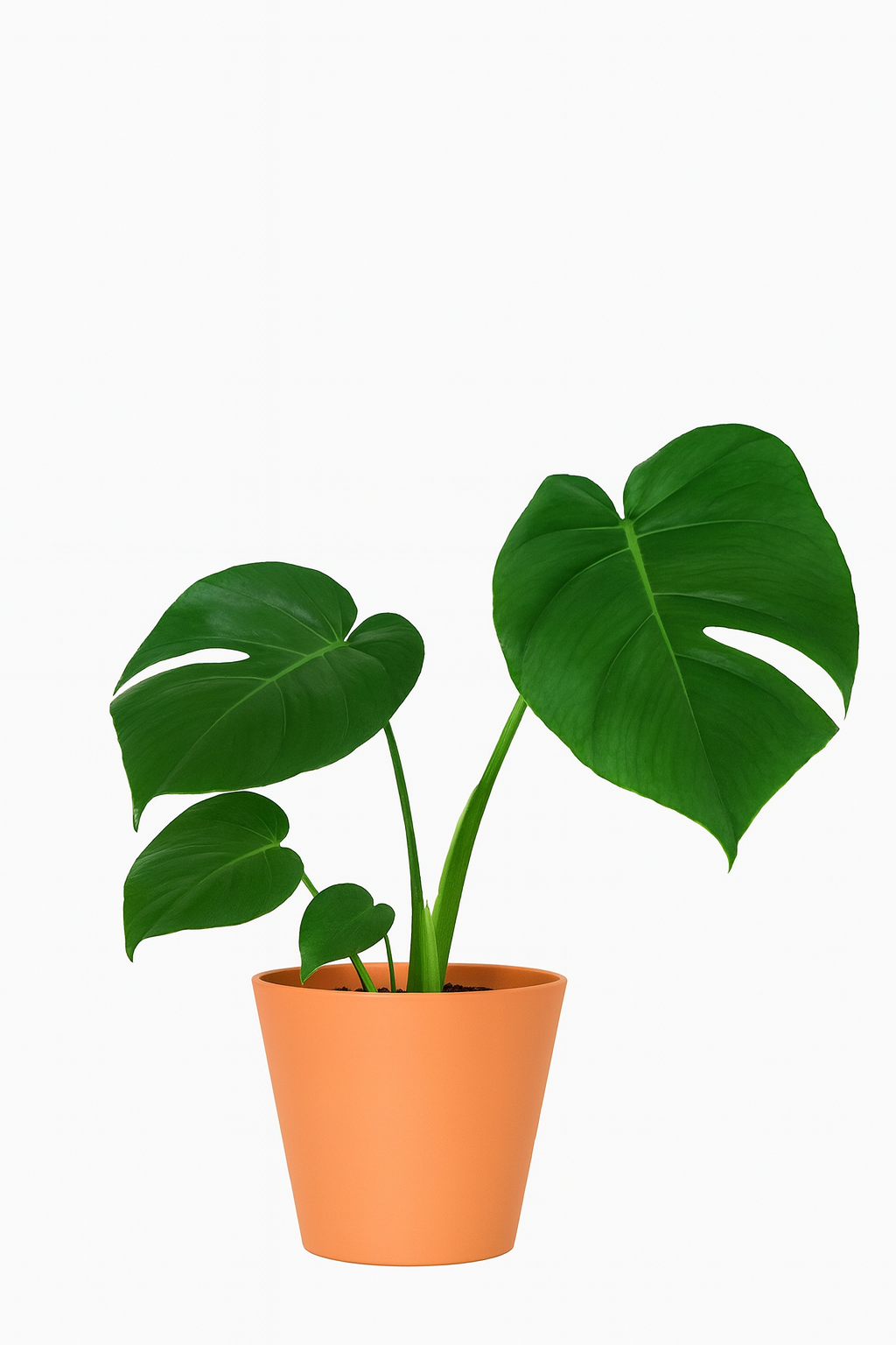 Monstera Deliciosa Plant