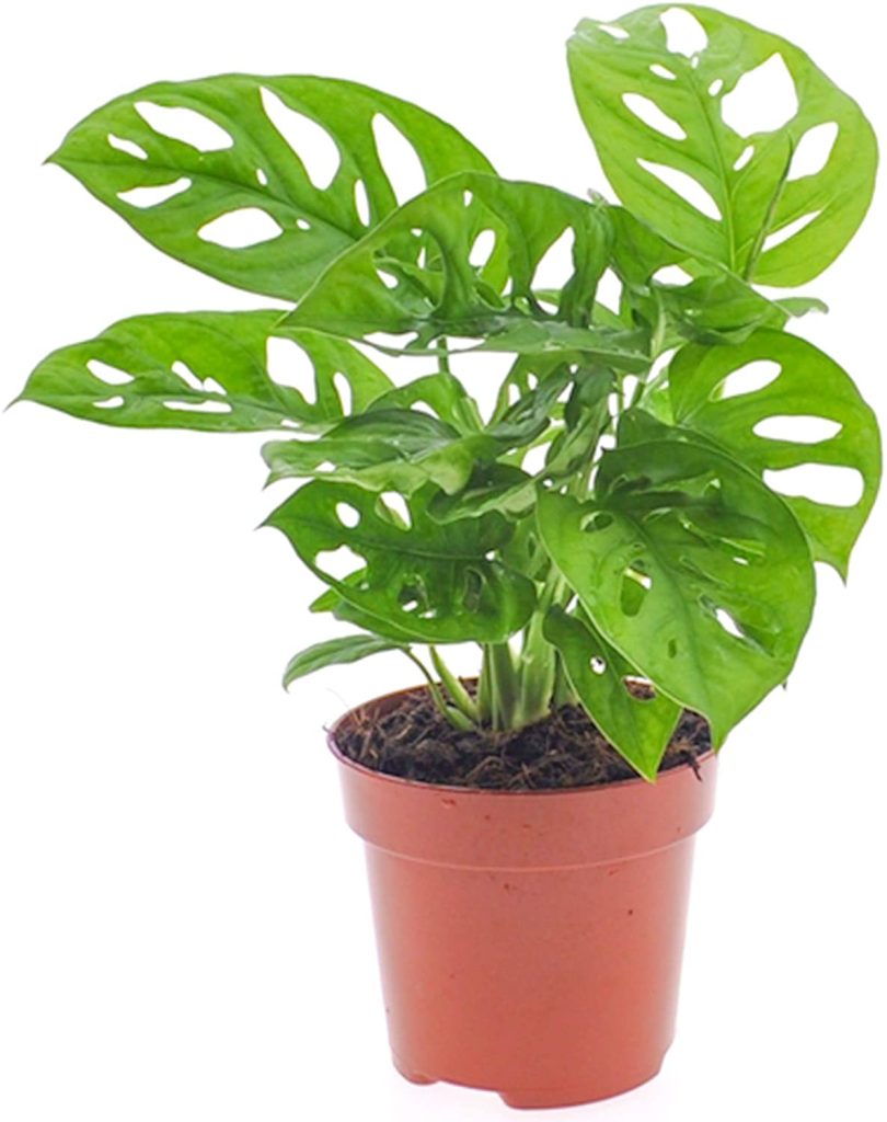 Monstera Obliqua