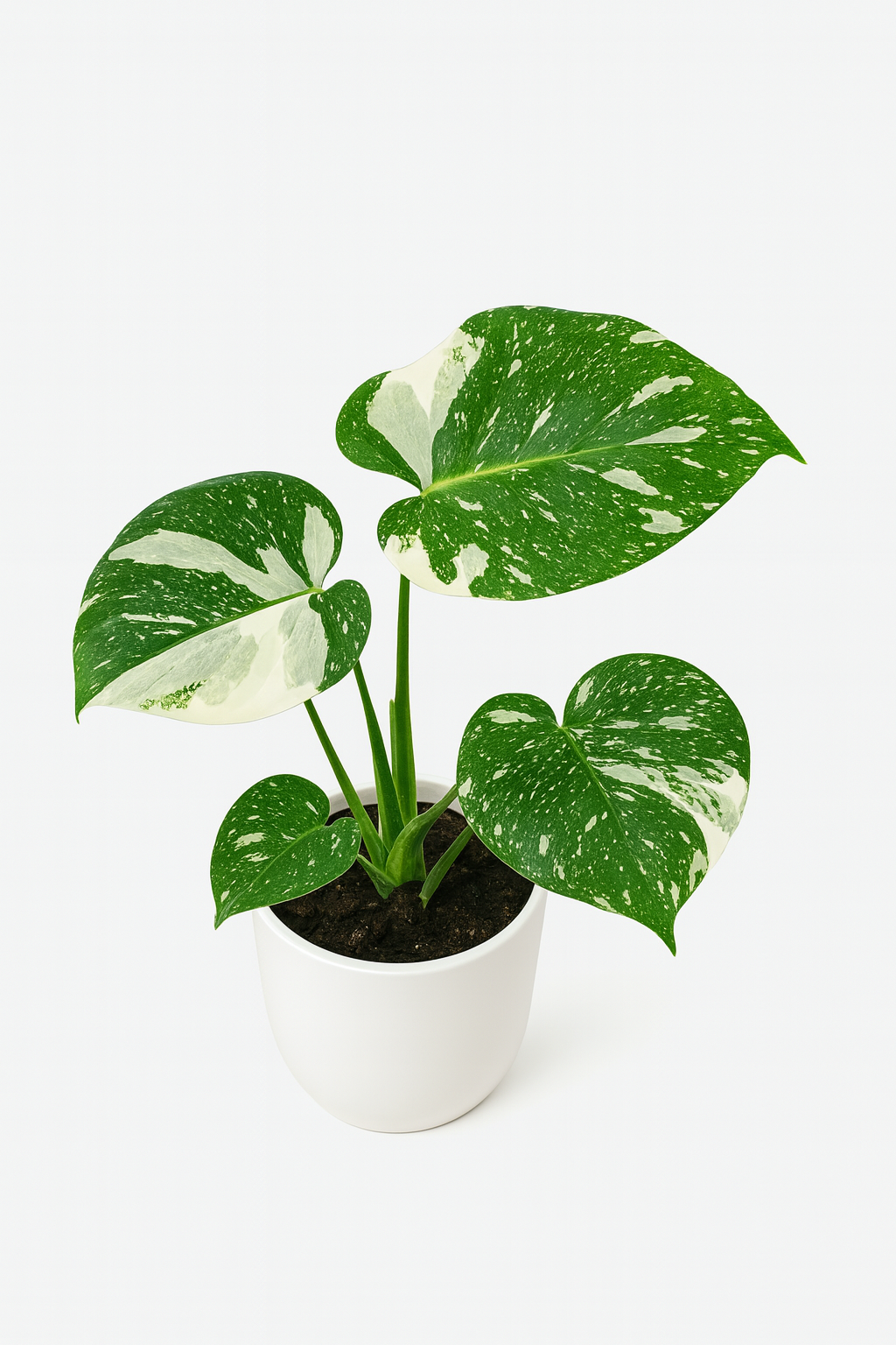 Monstera 'Thai Constellation'