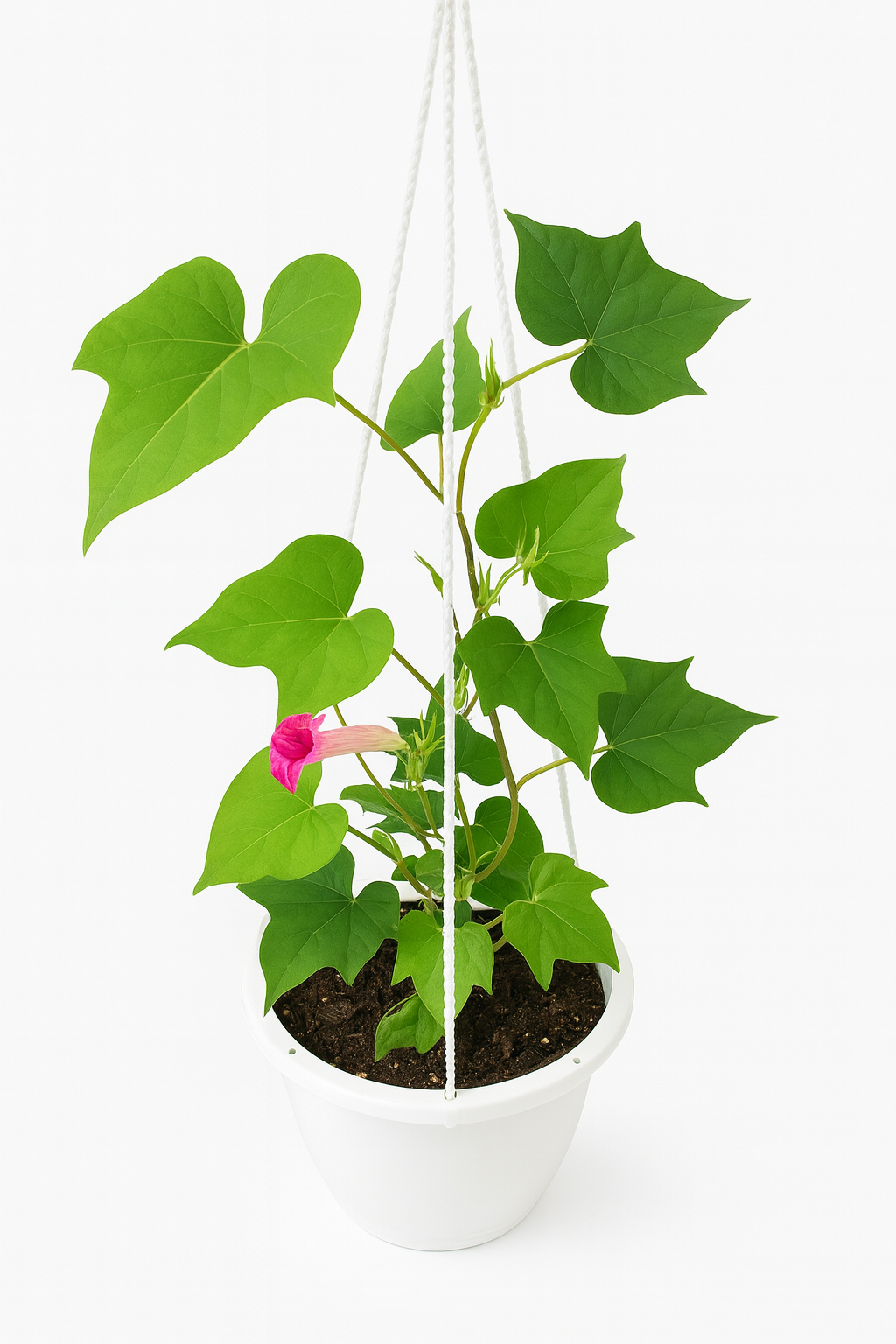 Ipomoea Carnea