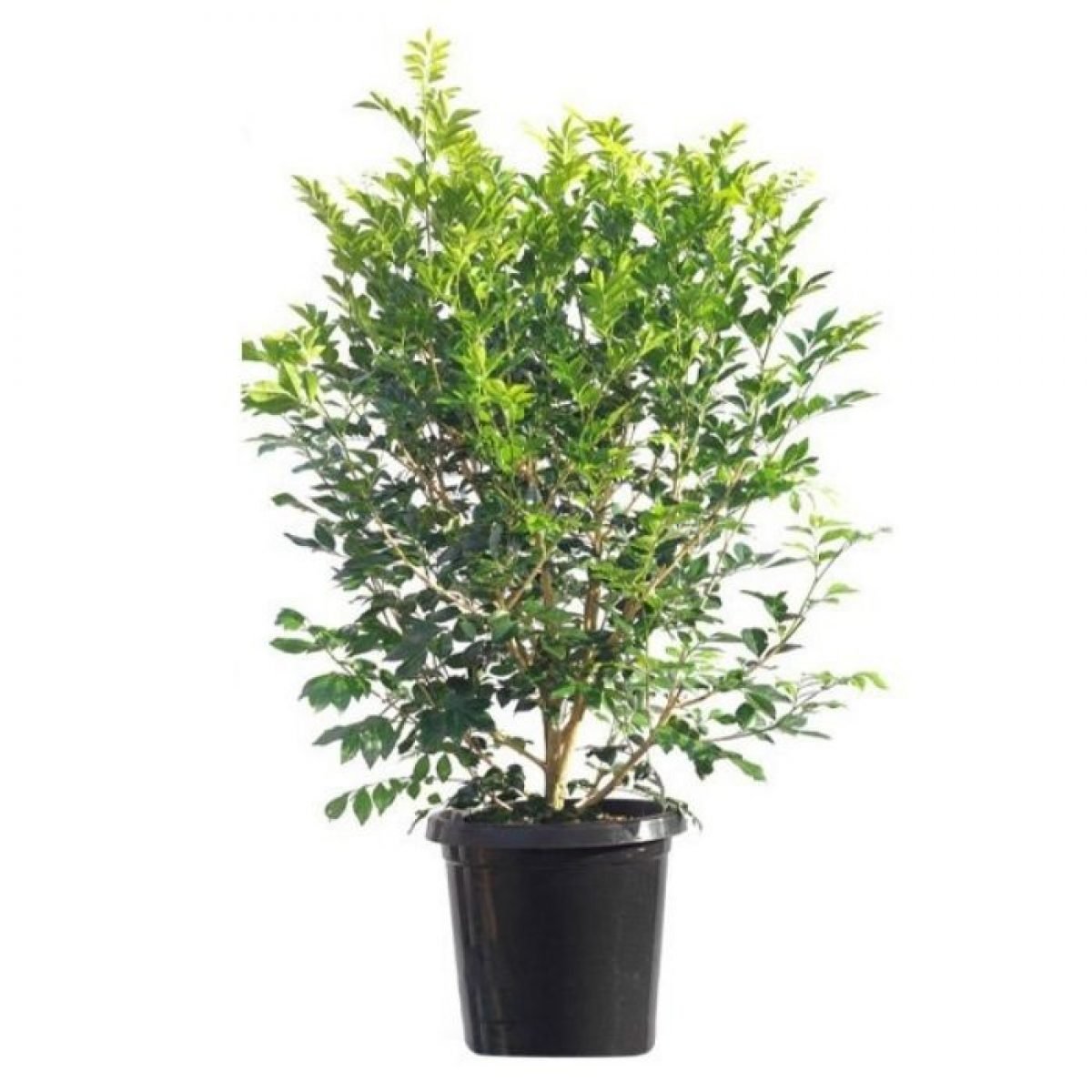 Murraya Paniculata