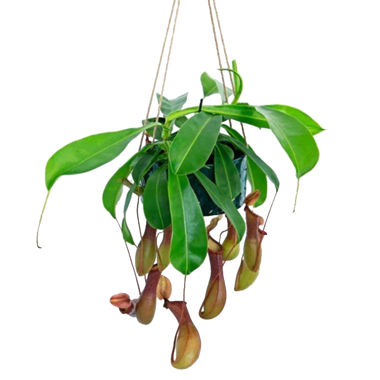 Nepenthes Pitcher Plant