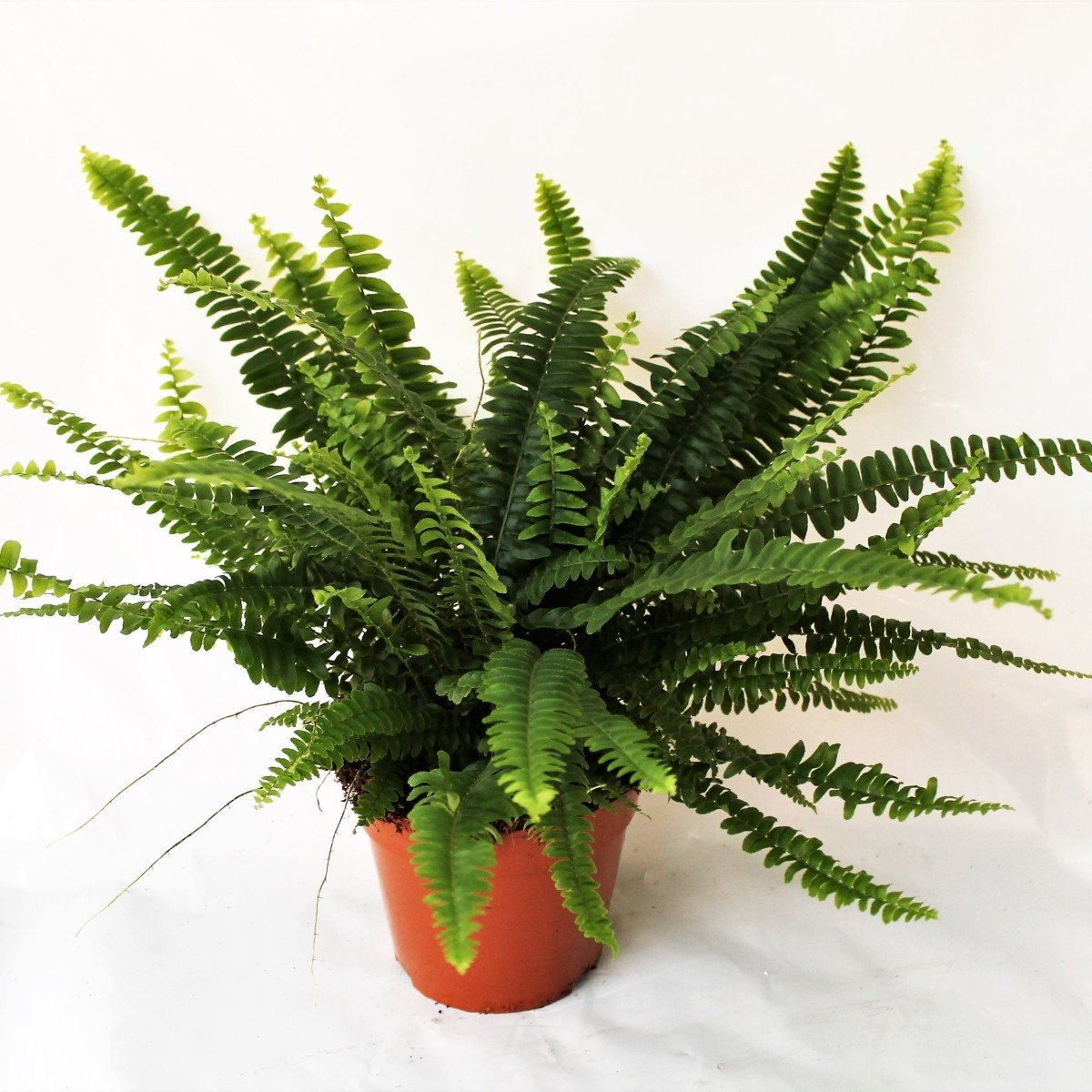 Nephrolepis Cordata Fern