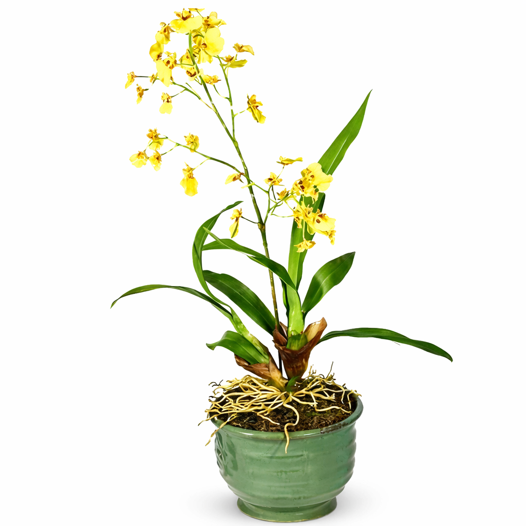 Onicidium Yellow Dancing Orchids | Potted Plant