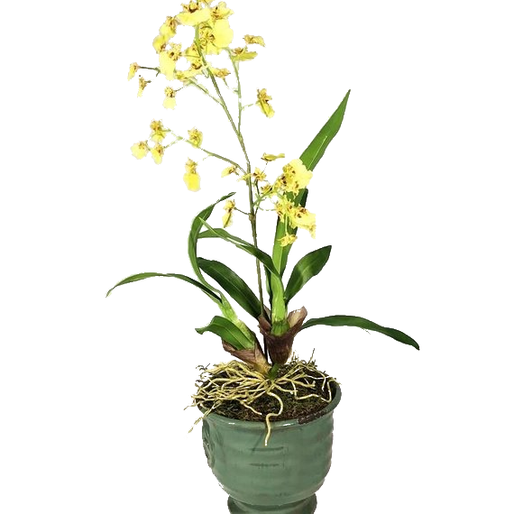 Onicidium Yellow Dancing Orchids Potted