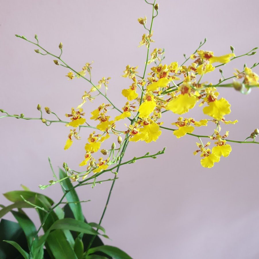 Onicidium Yellow