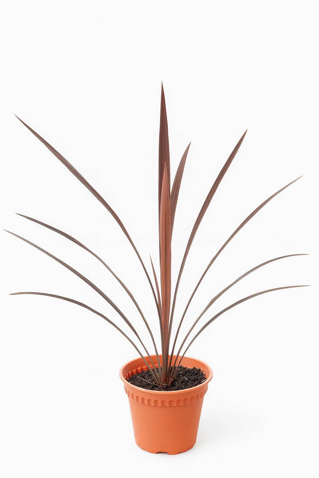 Ophiopogan Red Plant