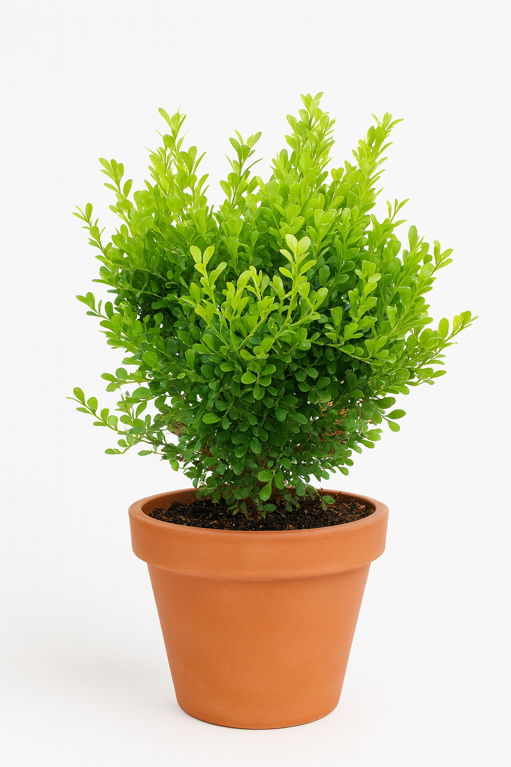 Orange Jasmine Live Plant