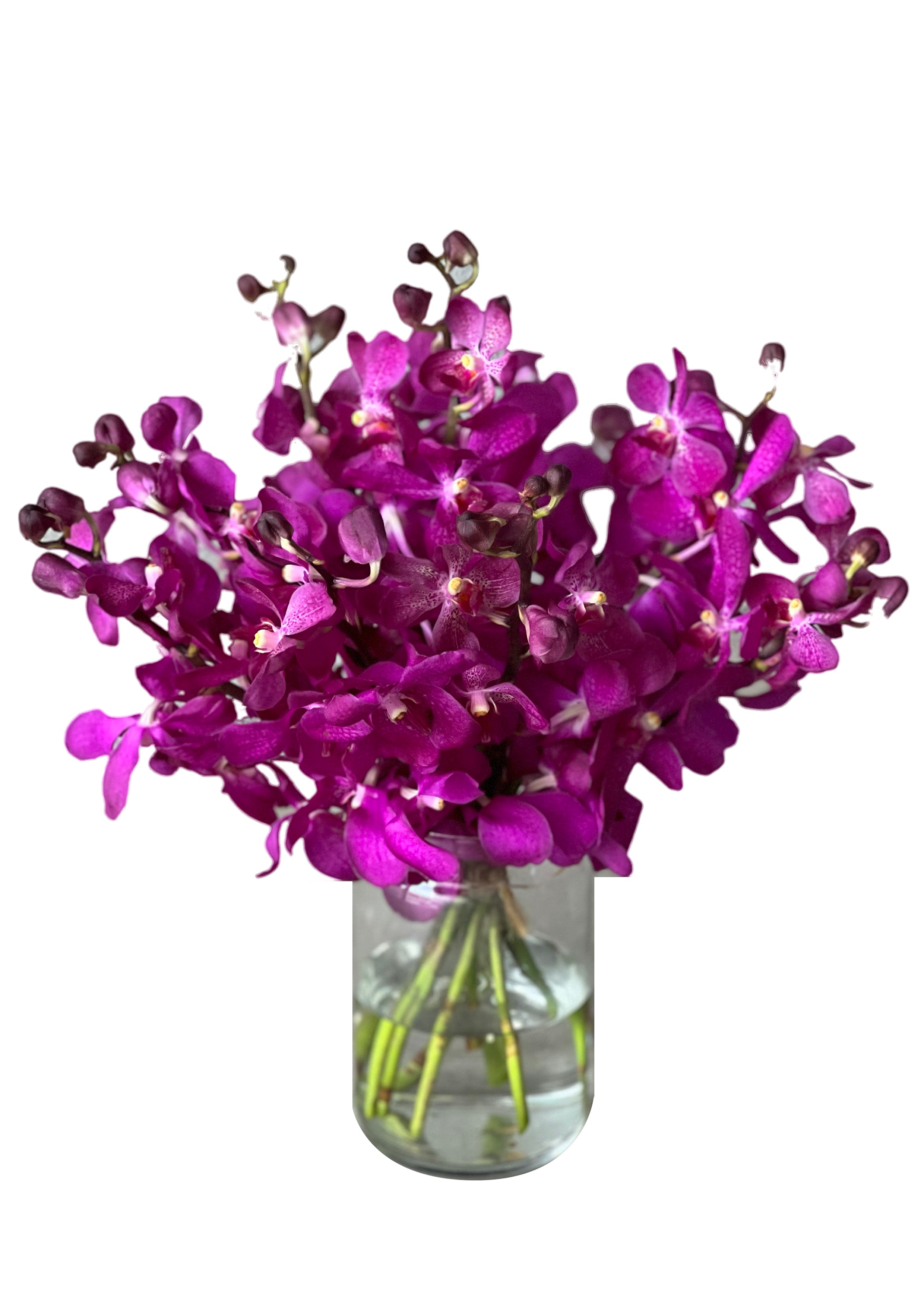 Orchid Mirage