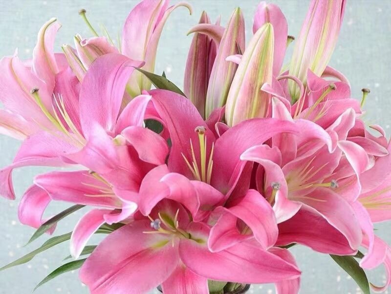 Oriental Lily
