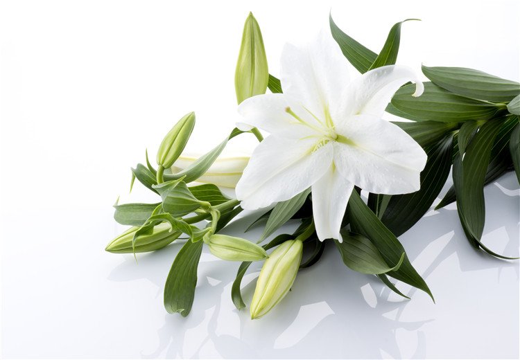 Oriental Lily