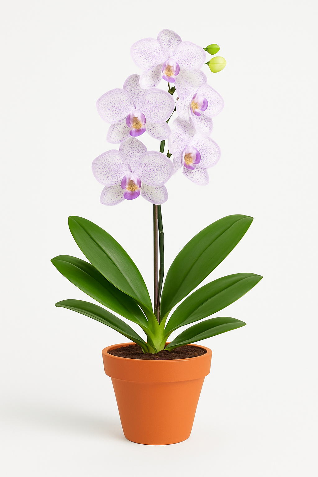 Mokara Water Omei Orchid