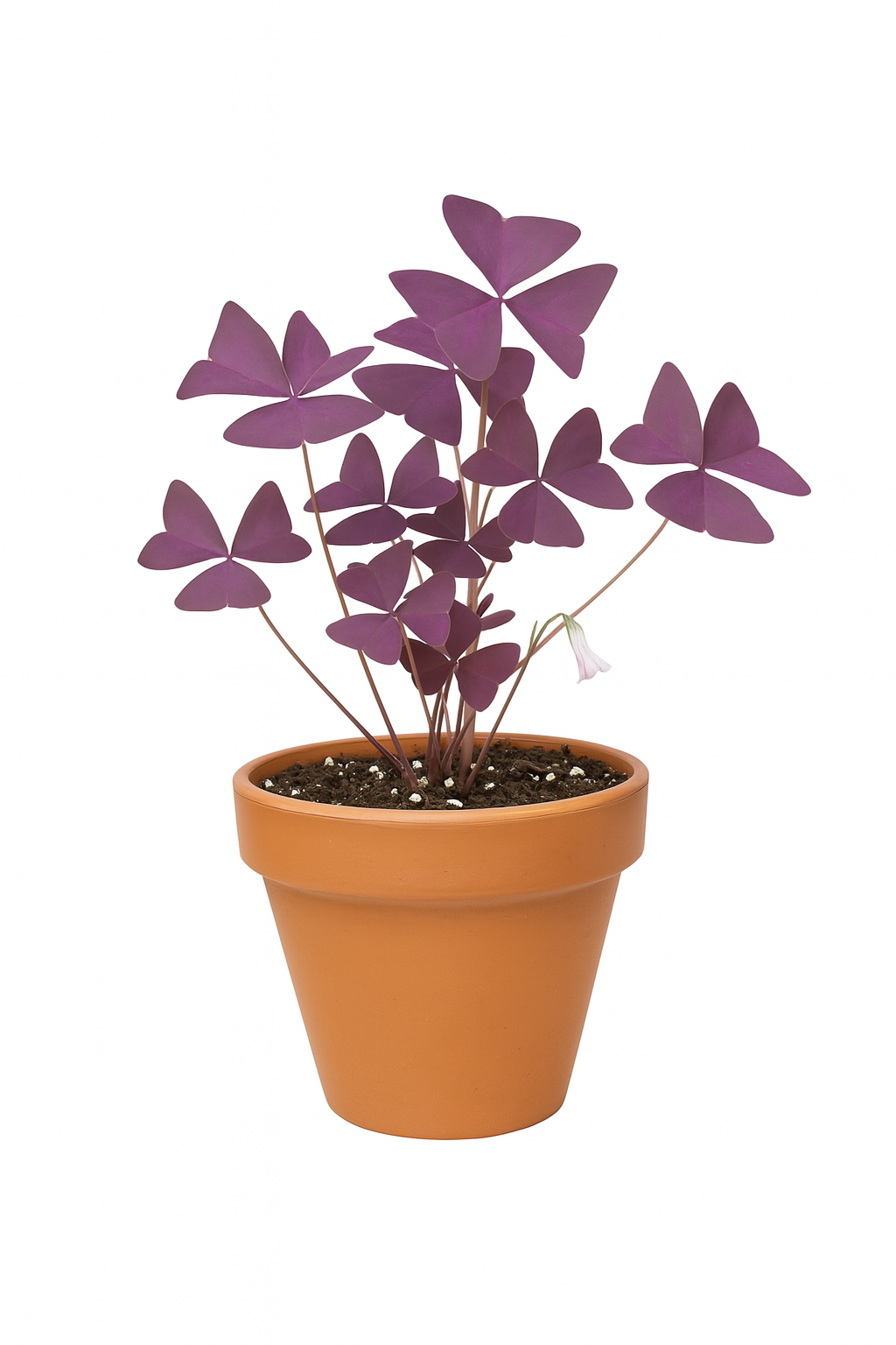 Oxalis Plant