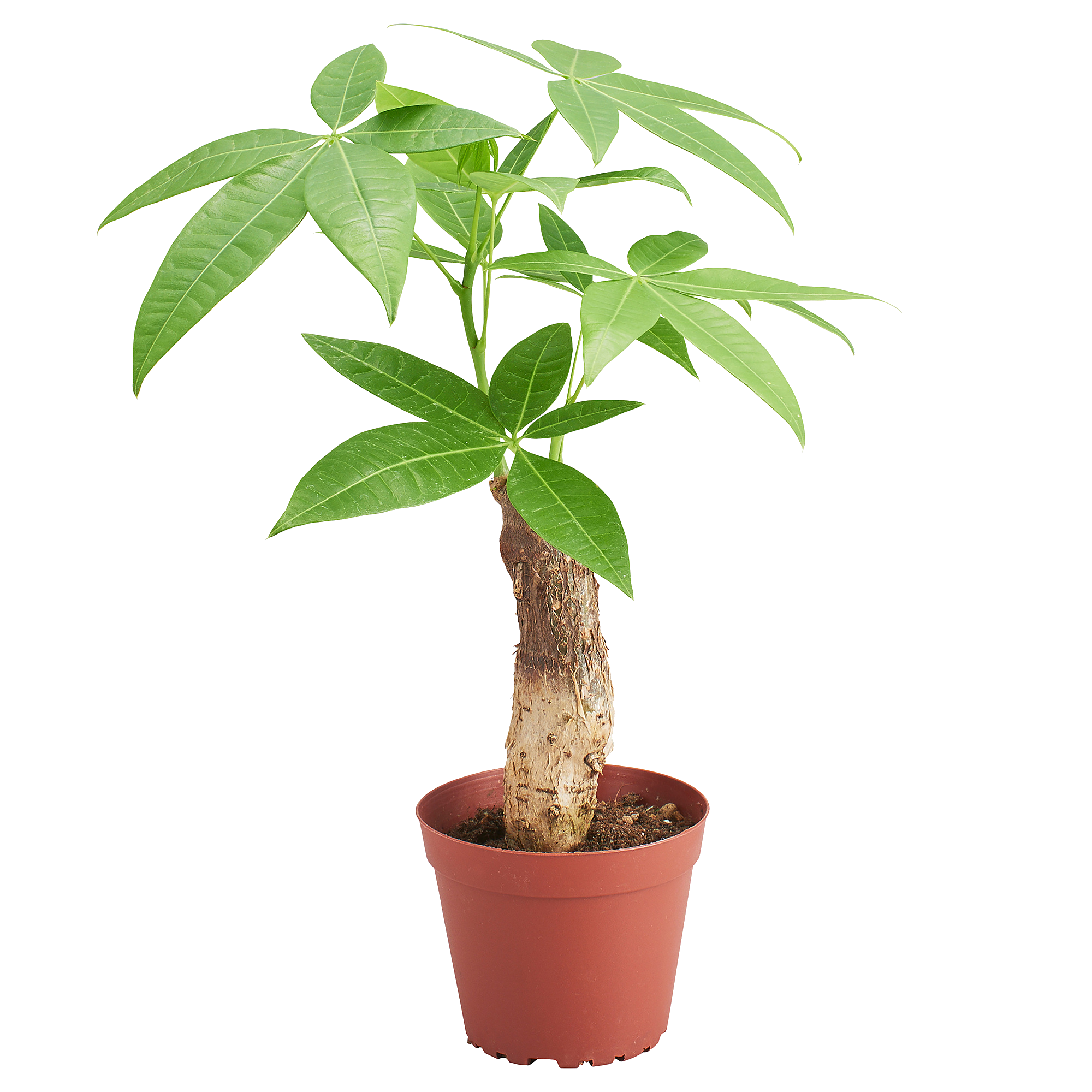 Pachira Single