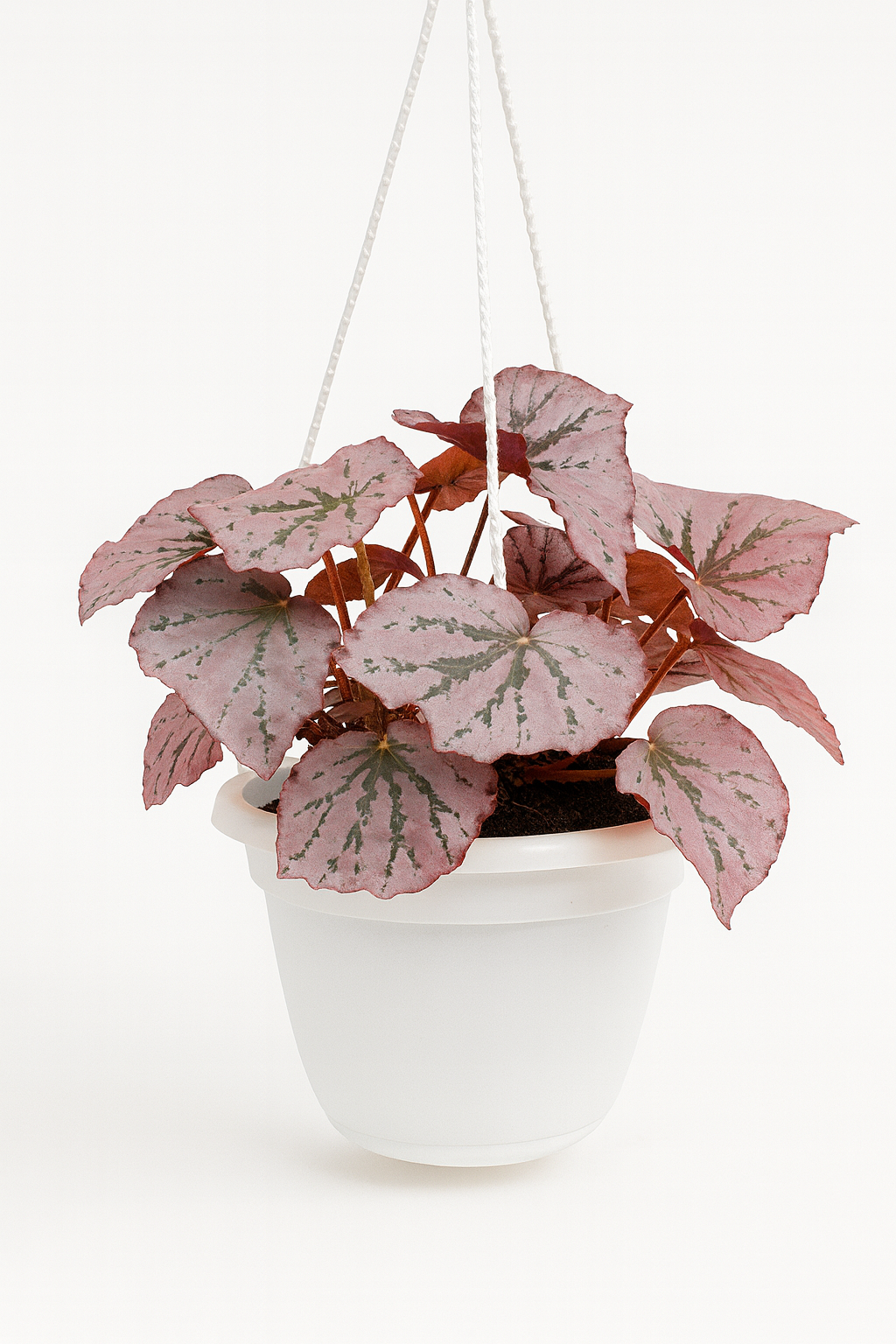 Painted-Leaf Begonia