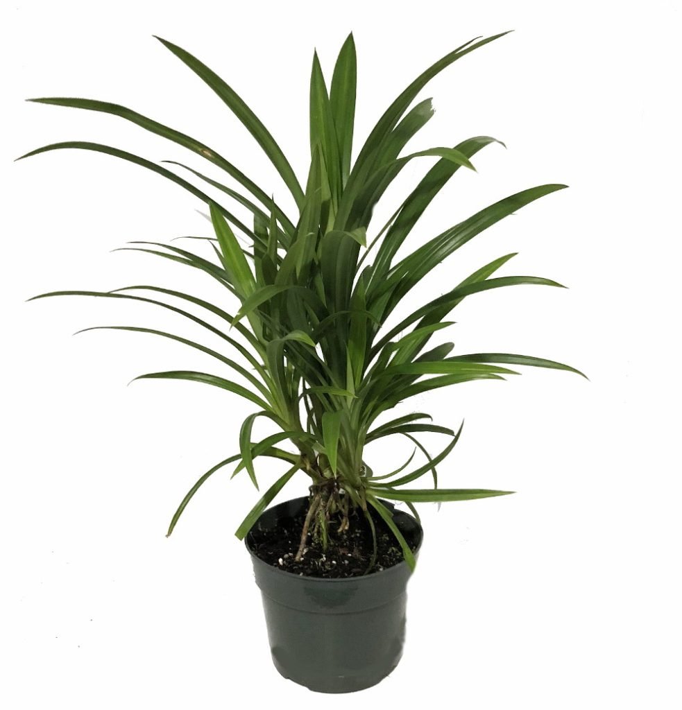 Pandanus Amaryllifolius