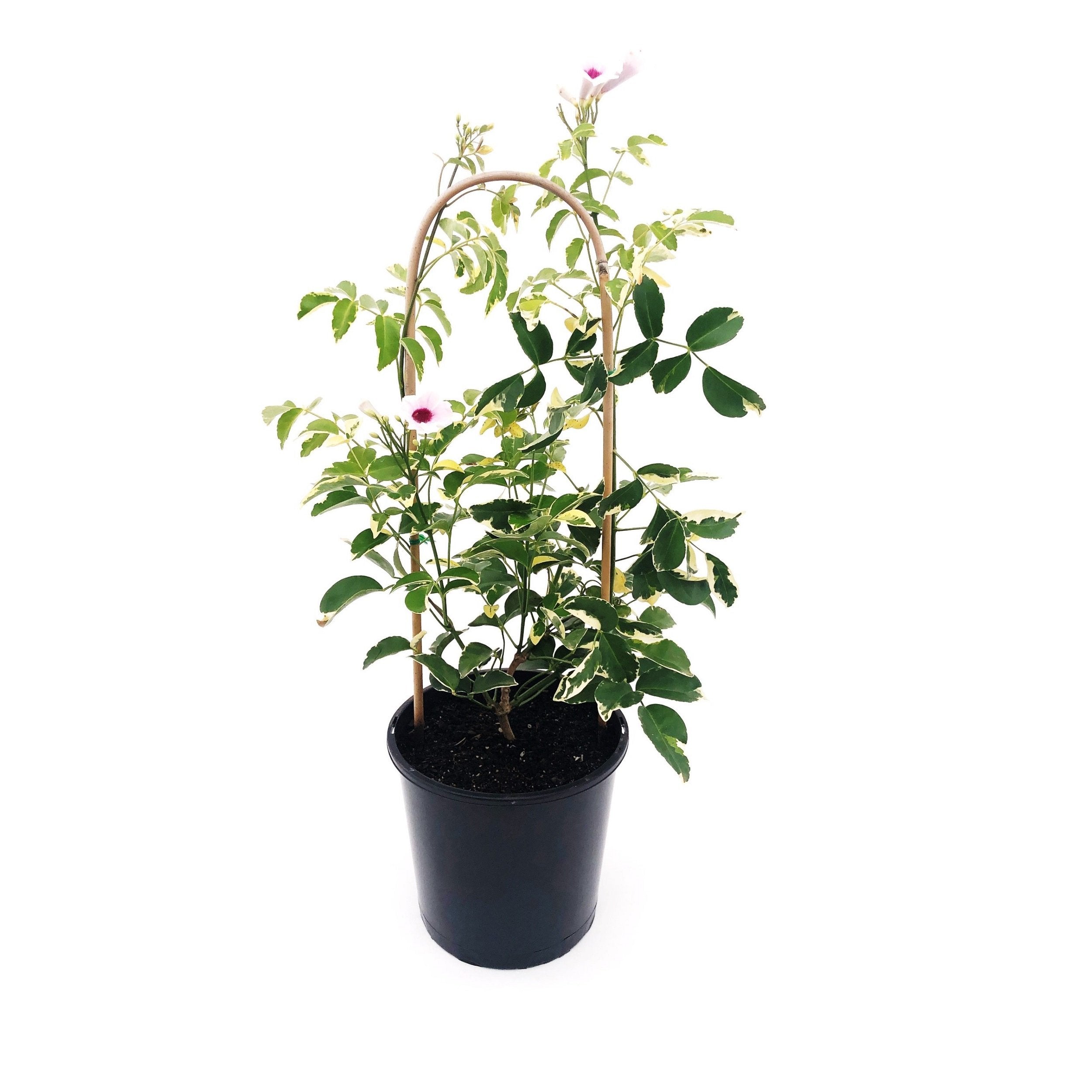 Pandorea Jasminoides 'Variegata'