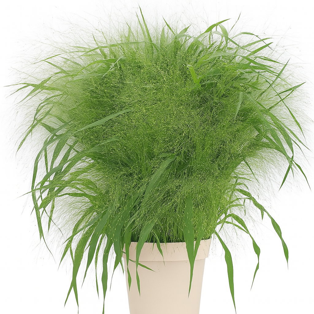 Panicum Fountain (Wholesale Flower)