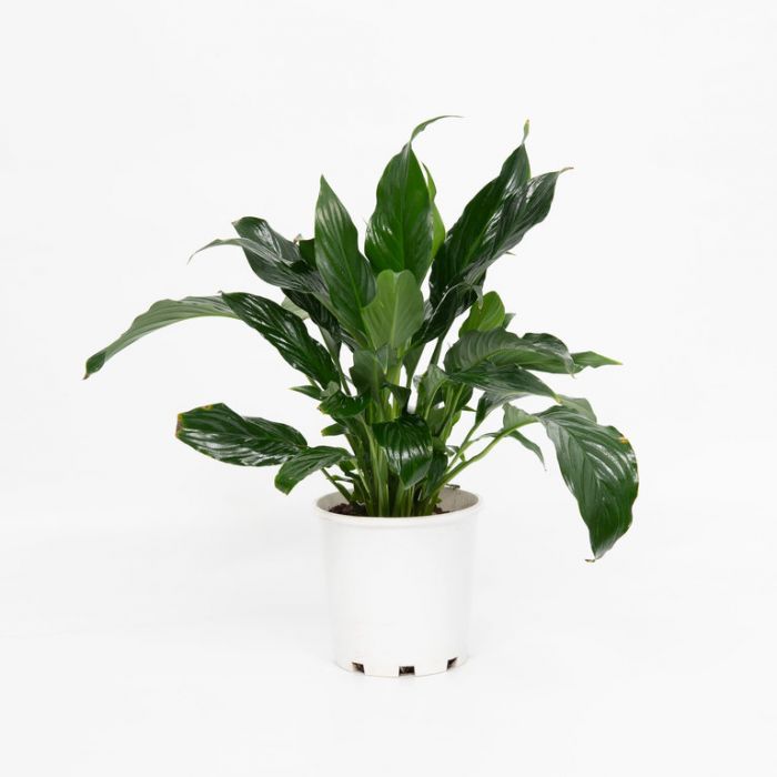 Spathiphyllum Montanum