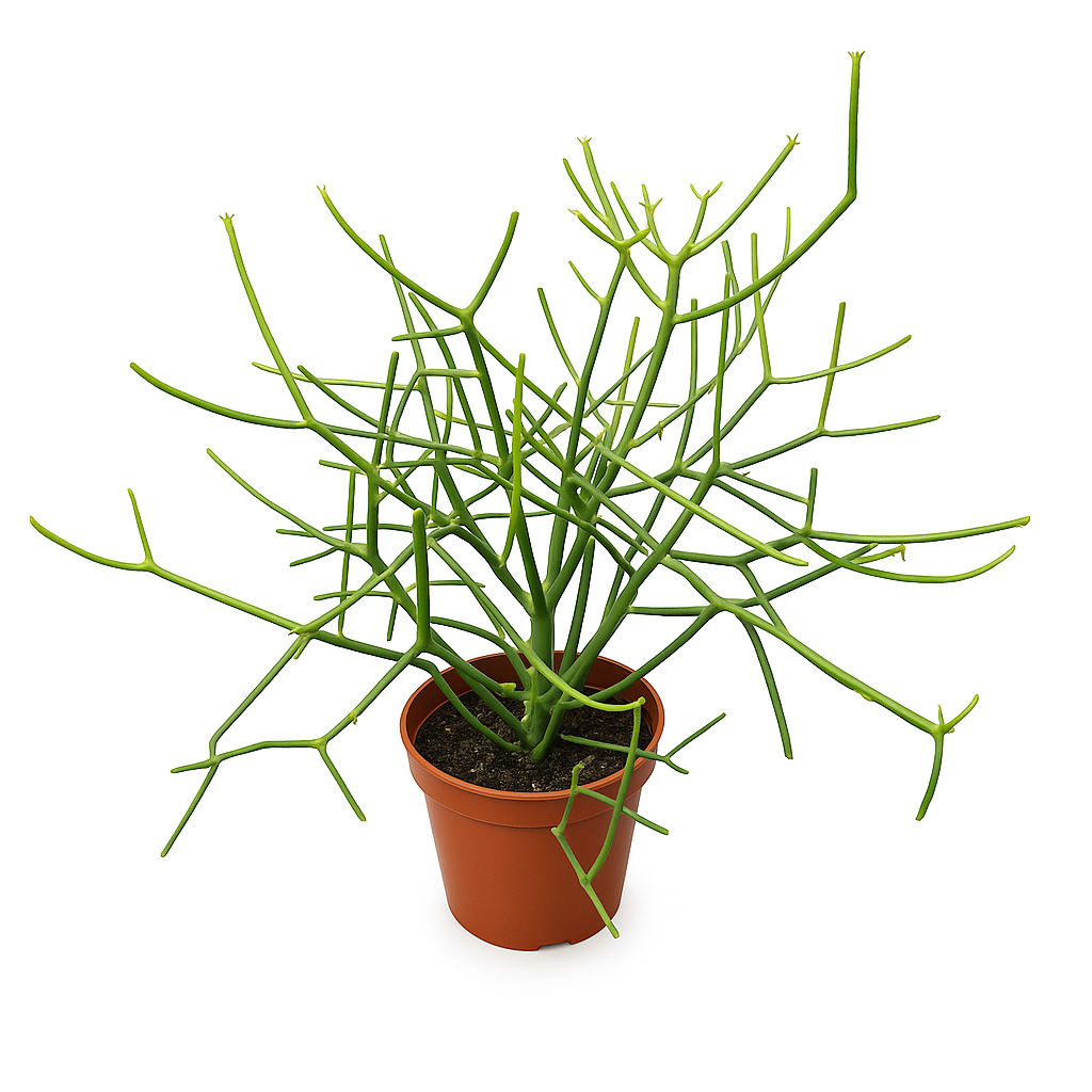 Euphorbia tirucalli