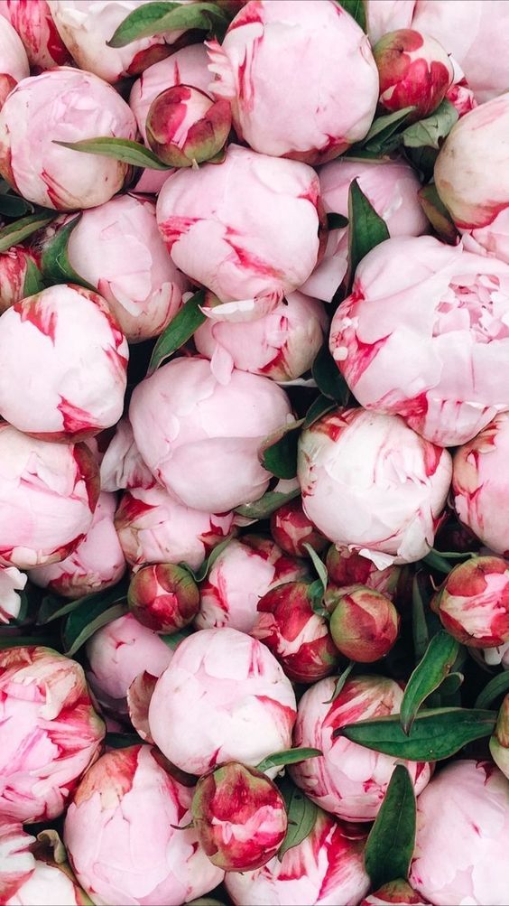 Peony