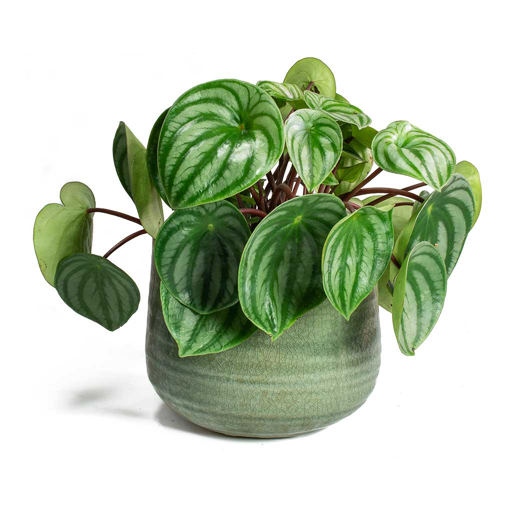 Peperomia Argyreia