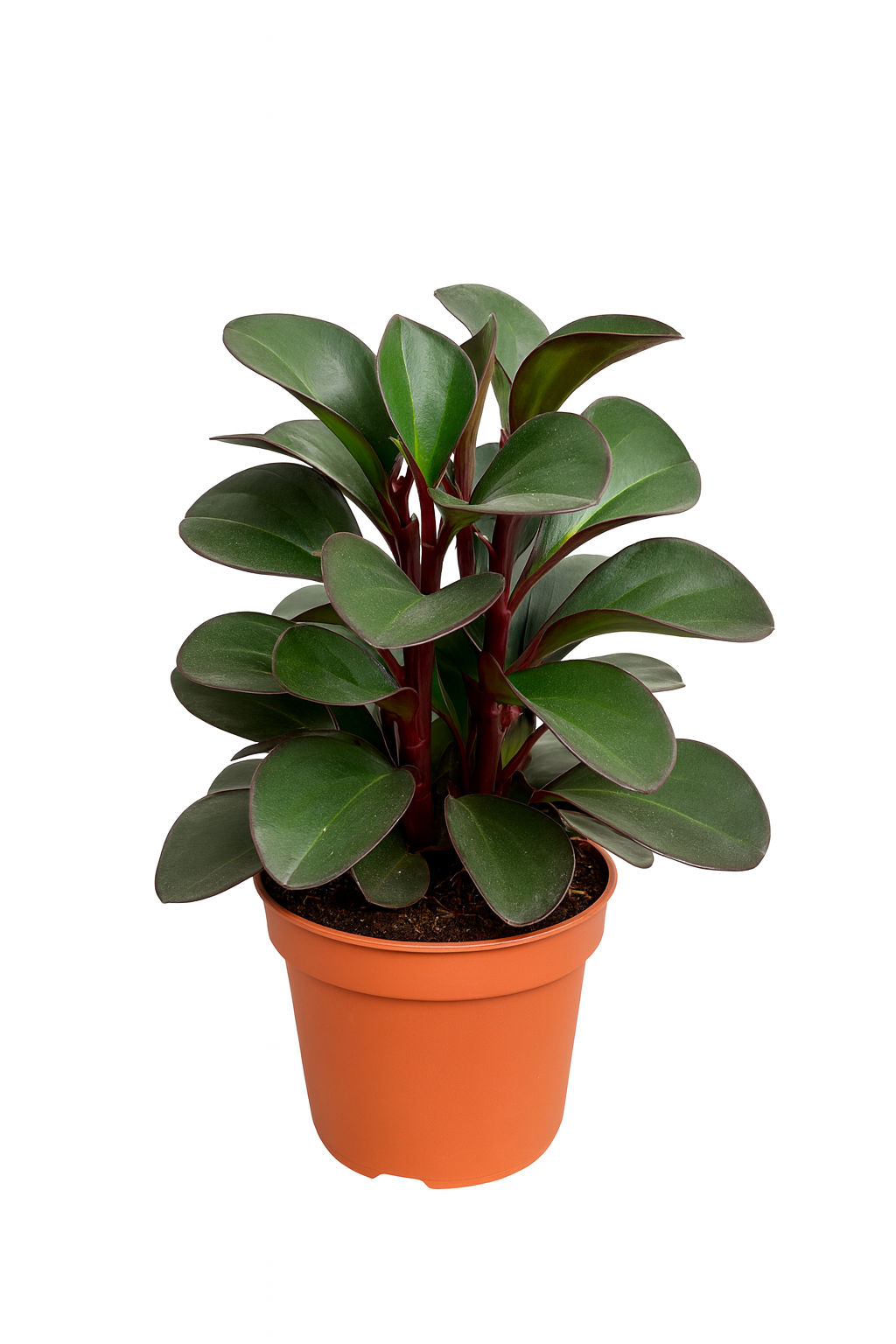 Peperomia Clusiifolia