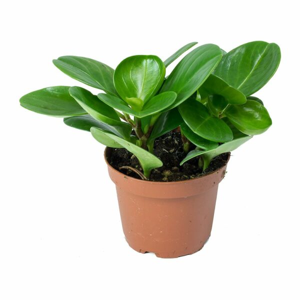 Peperomia obtusifolia