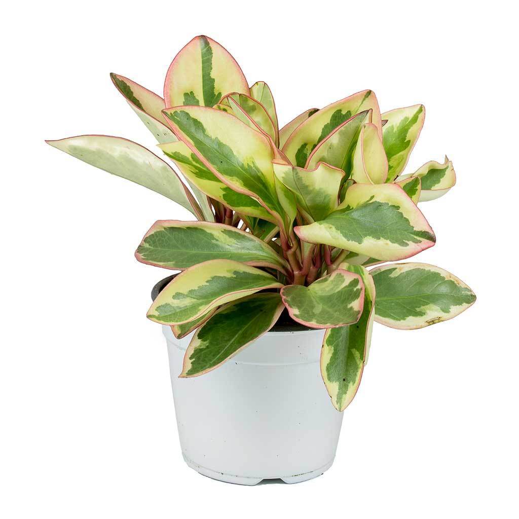 Peperomia ‘Ginny’