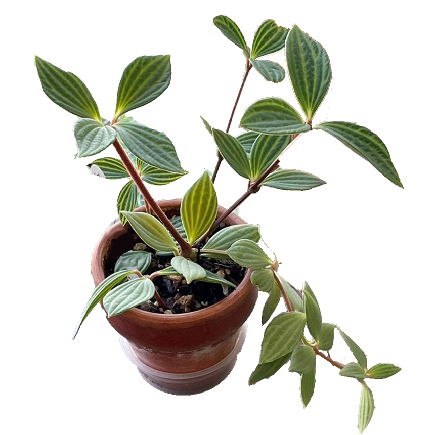 Peperomia Tetragona