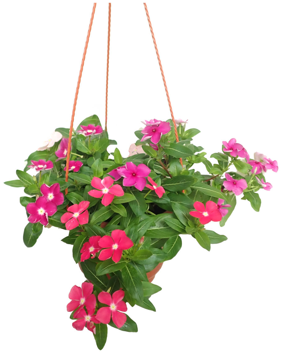Vinca Minor