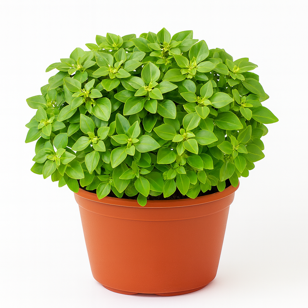 Exacum affine